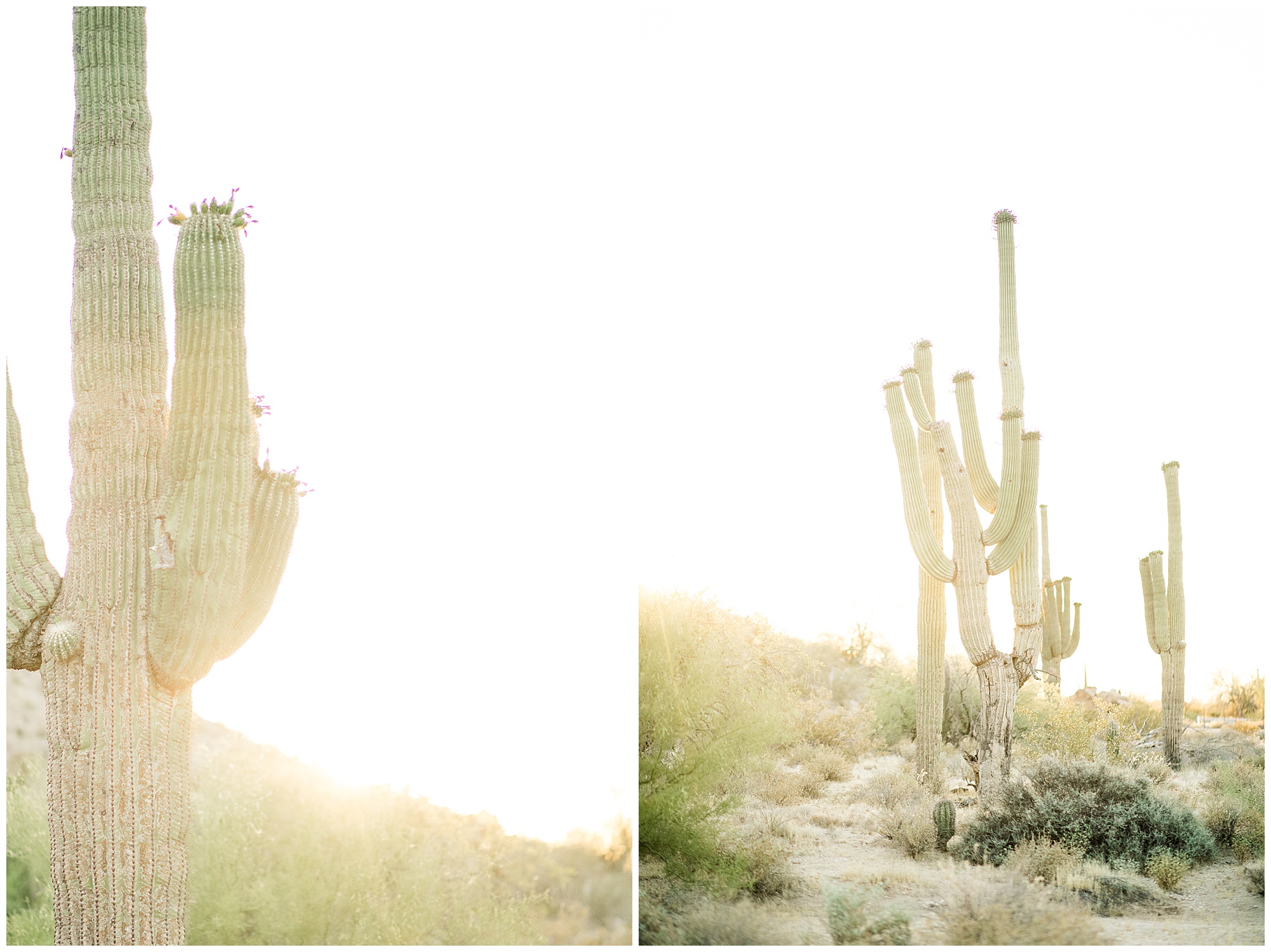 Phoenix, AZ | Desert Engagement Session